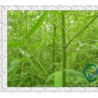 竹苗|早园竹供应|雷竹