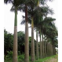 福建大王椰子供应商，大王椰子的价格，大王椰子