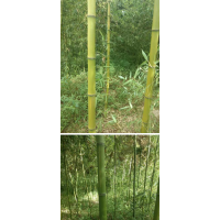 供应绿化竹子