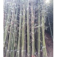 今日北京竹苗价格出售紫竹钢竹青竹1-5公分竹苗价格