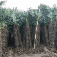 棕榈树1-2米