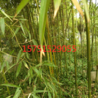 供应黄槽竹