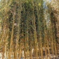 黄竹高2-6米北京大苗圃基地购树木市排价