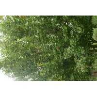 优质八棱海棠树