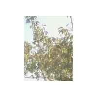 供应苹果树 桃树 杏树 柿子树 枣树 山楂树 李子树