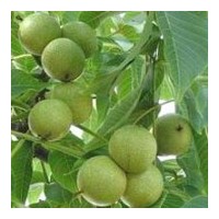 大量供应核桃苗