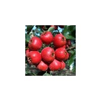 各种经济苗 绿化苗 核桃苗 山楂苗 柿子苗