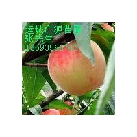 5-8公分苹果树杏树桃树张先生低价出售