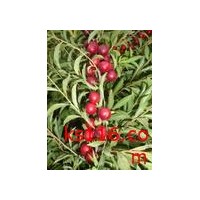 供应钙果苗，黄连木，文冠果苗，核桃苗价格