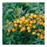 大量供应各种规格钙果苗