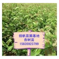 供应杏树苗、杏树实生苗、杏树成品苗，山西杏树苗