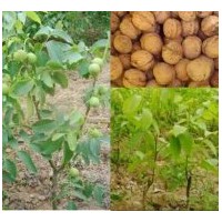 核桃苗 核桃苗价格 山西核桃苗 核桃苗基地