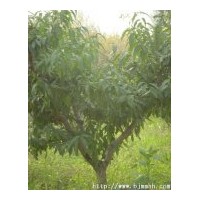 【毛桃苗/山桃苗/山桃树/毛桃树/山西桃树