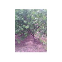 山西桃树基地低价 出售5-8公分桃树