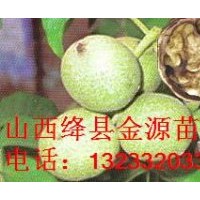 供应 核桃苗 苹果苗 山楂苗 桃树苗 杏树苗 梨树苗