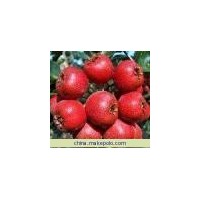 农户直接山楂苗 批发山楂苗