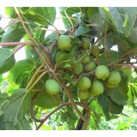 供应第三代健康水果-软枣猕猴桃苗