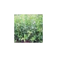 供海棠苗 山毛桃苗 山杏苗 杜梨苗