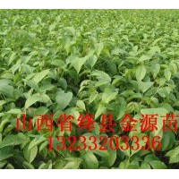 供应 花椒苗 枣树苗 柿子苗