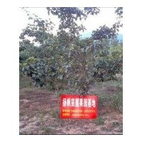 供应山楂树，观赏山楂树，山西优质山楂树