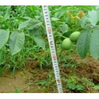 供应核桃苗 山西核桃苗 香菱核桃苗 8518核桃苗，晋龙核桃苗