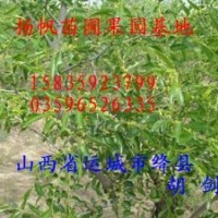 大量供应4、5、6公分枣树/7、8、10公分枣树批发--质优价廉