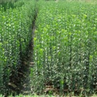 北海道-季风北海道树苗-北海道绿化苗
