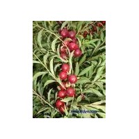 今年供应钙果苗，黄连木,文冠果苗，核桃苗