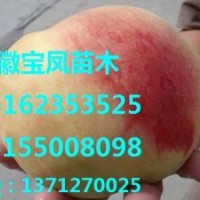 浙江丽水温州优质桃树苗新品种
