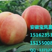 安徽宝凤苗木宝凤一号桃树苗新品种价格
