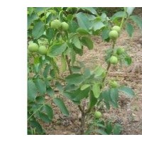 供应核桃苗，山东核桃苗，核桃苗价格，2012年核桃苗价格