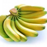 供应香蕉苗 芭蕉苗 粉蕉苗等多品种蕉苗