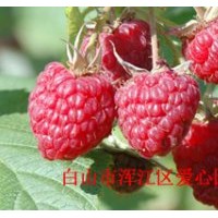 夏秋两季结果的树莓新品种——大双季