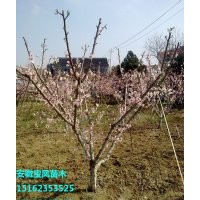 嫁接桃树苗价格|实生桃树苗基地