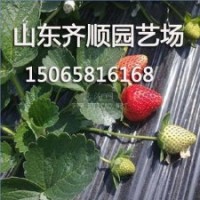 丰香草莓种苗，山东丰香草莓供应商