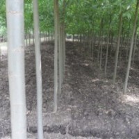 出售竹柳 1-3年扦插苗、成材苗