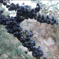 提供大量优质蓝莓、黑枸杞种苗
