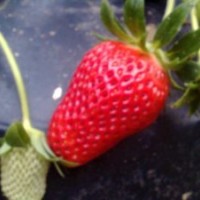 草莓苗哪里便宜 抗涝草莓苗品种