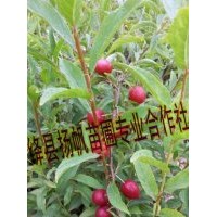 现货出售欧梨苗（钙果苗）钙果苗价格，钙果苗种植技术