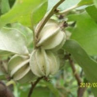 大量供应翅果油苗