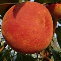 桃树苗新品种