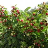 陕西树莓 灯笼果苗 树莓种植 树莓价格 河南树莓