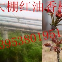 大棚高产泰山红油香椿苗 效益高 保成活 赠大棚种植技术