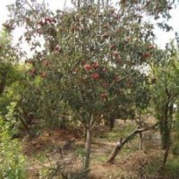 山西大规格核桃树，定植山楂树，挂果苹果树供应商