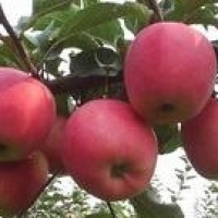 矮化苹果苗，八月富士王，烟富三号，烟富六