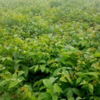 核桃苗-核桃苗基地-核桃价格