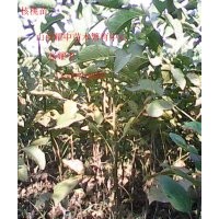 山西核桃苗基地 出售核桃苗 薄皮核桃苗