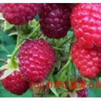 出售大果型双季树莓苗 单季树莓苗 灯笼果苗