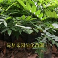 供应珍贵海南黄花梨小苗,降香黄檀苗,花梨木,花梨母