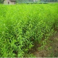 桃树实生苗||供应桃树实生苗||价格低价